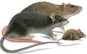 LUTTE CONTRE LES SOURIS RATS ET TAUPES